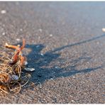 Muscheln im Sand