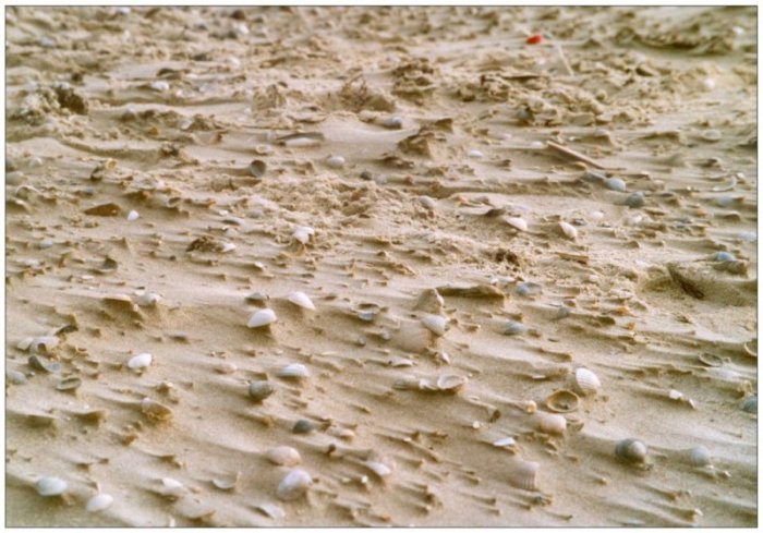 Muscheln im Sand
