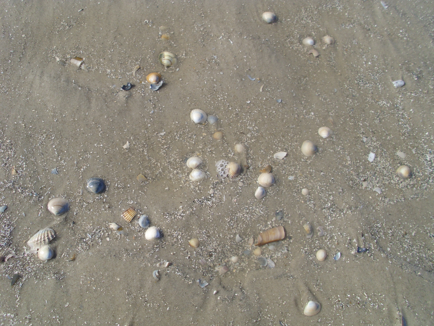 Muscheln im Sand I