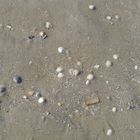 Muscheln im Sand I