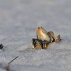 Muscheln im Schnee