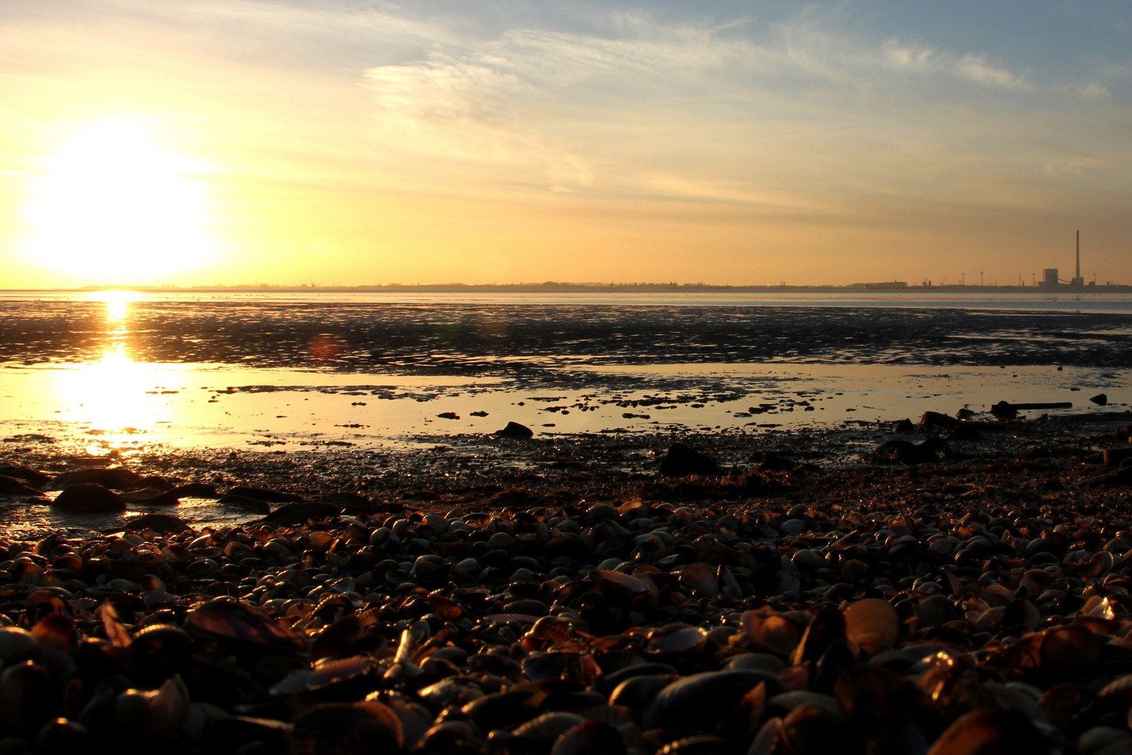 Muscheln im Sonnenlicht