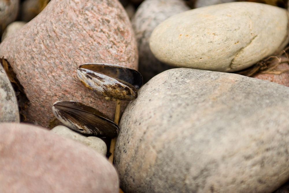 Muscheln im Steinbett