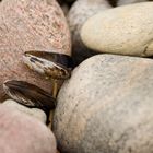 Muscheln im Steinbett