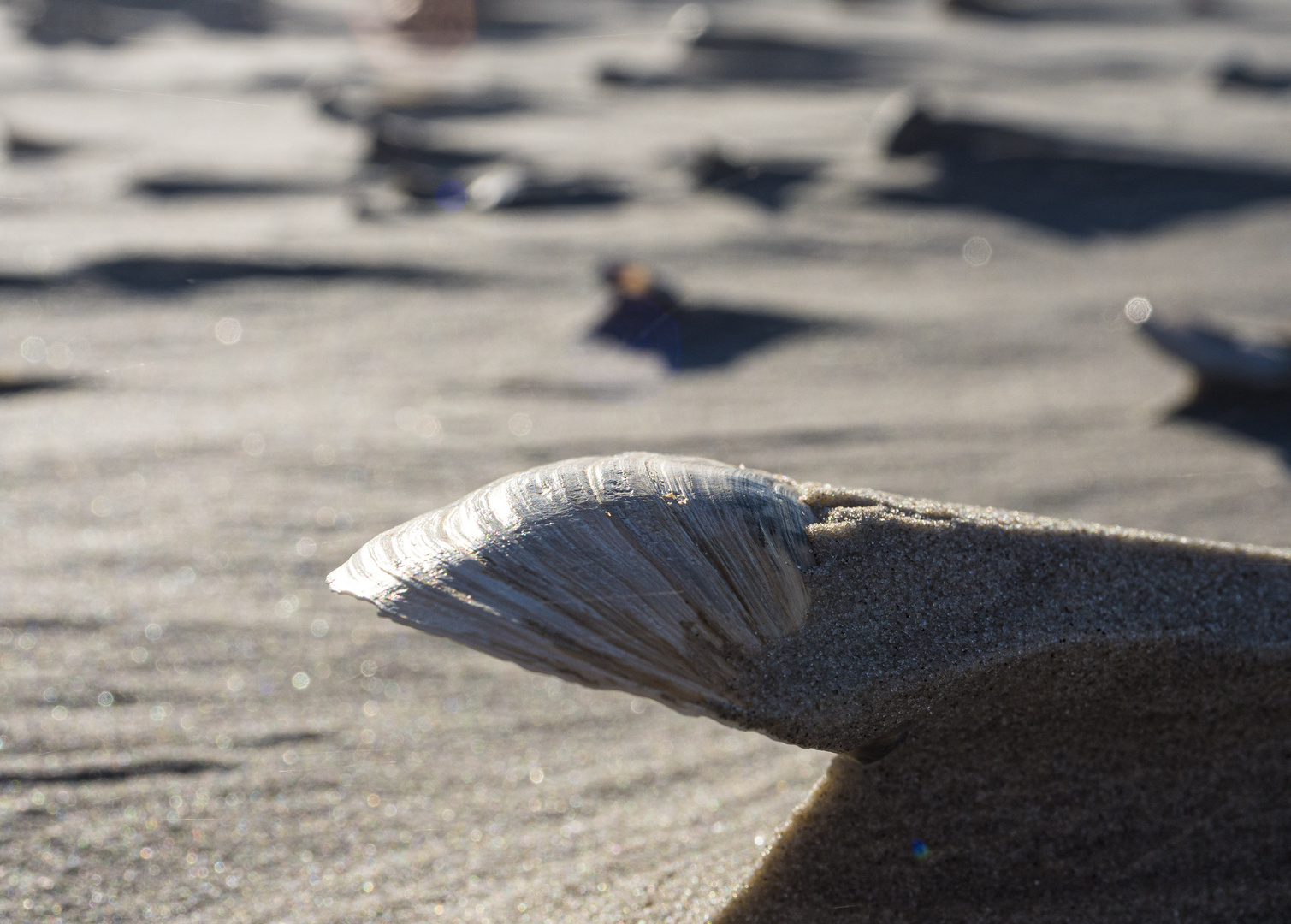 Muscheln im Sturm