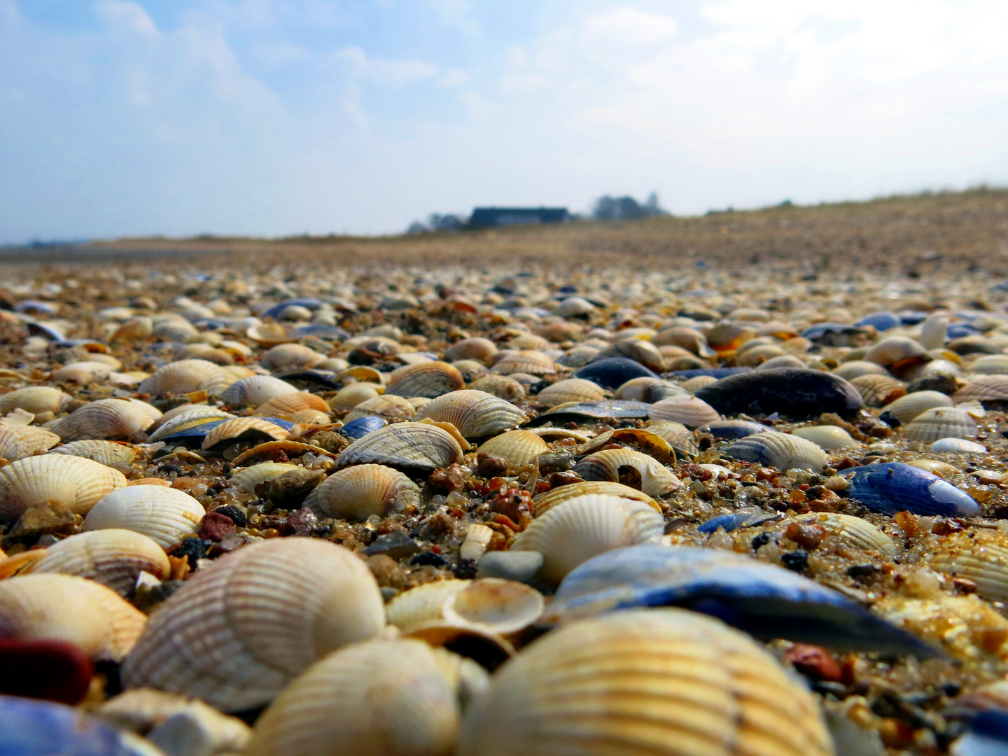 Muscheln im Überfluss - Amrum