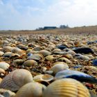 Muscheln im Überfluss - Amrum