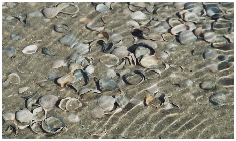 Muscheln im Wasser