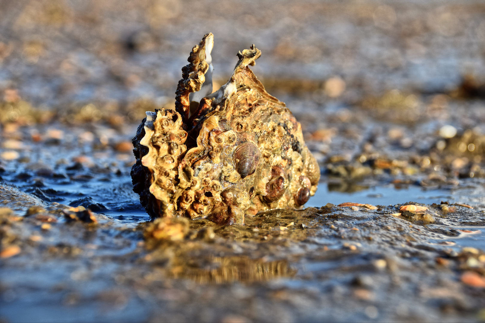 Muscheln im Watt