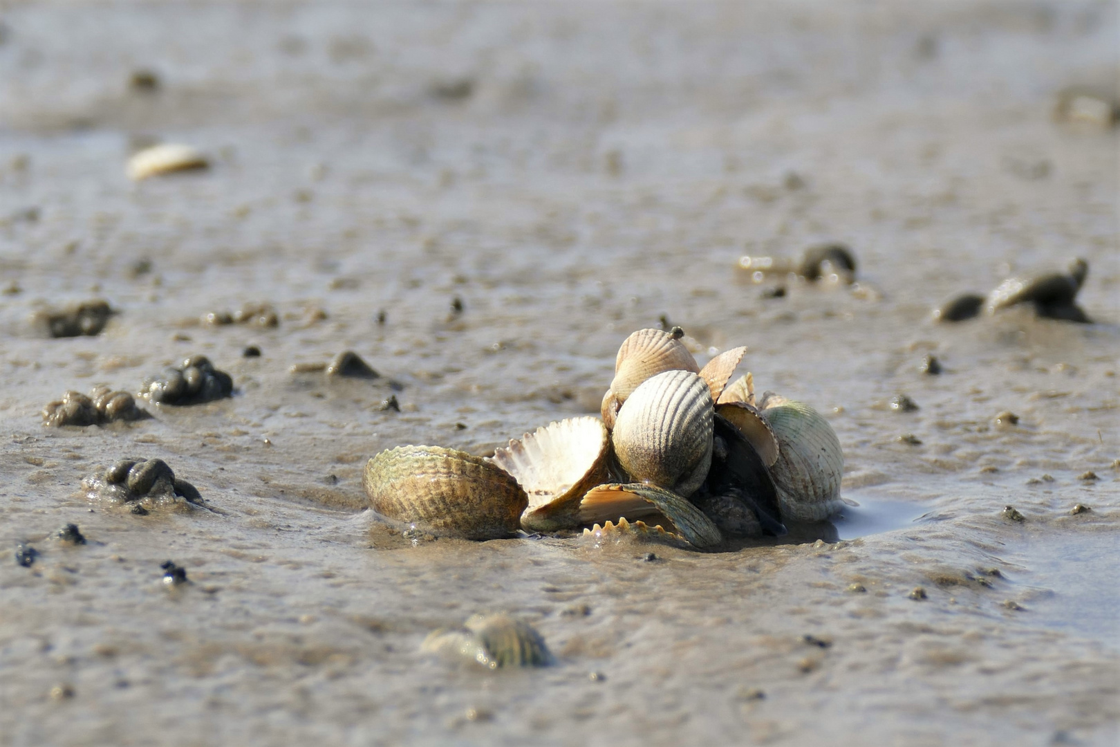 Muscheln im Watt