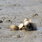 Muscheln im Watt