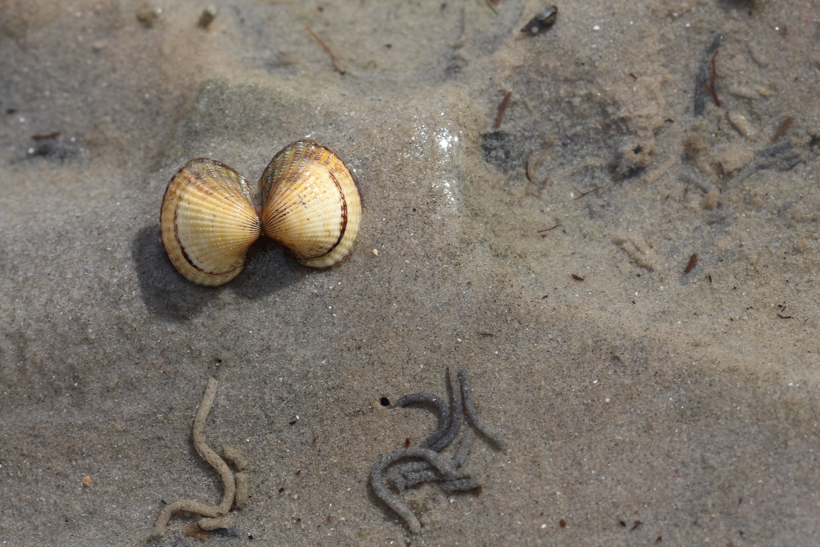 Muscheln im Watt