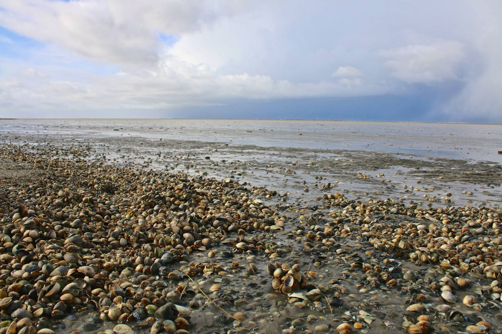 Muscheln im Wattenmeer