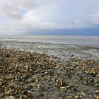 Muscheln im Wattenmeer