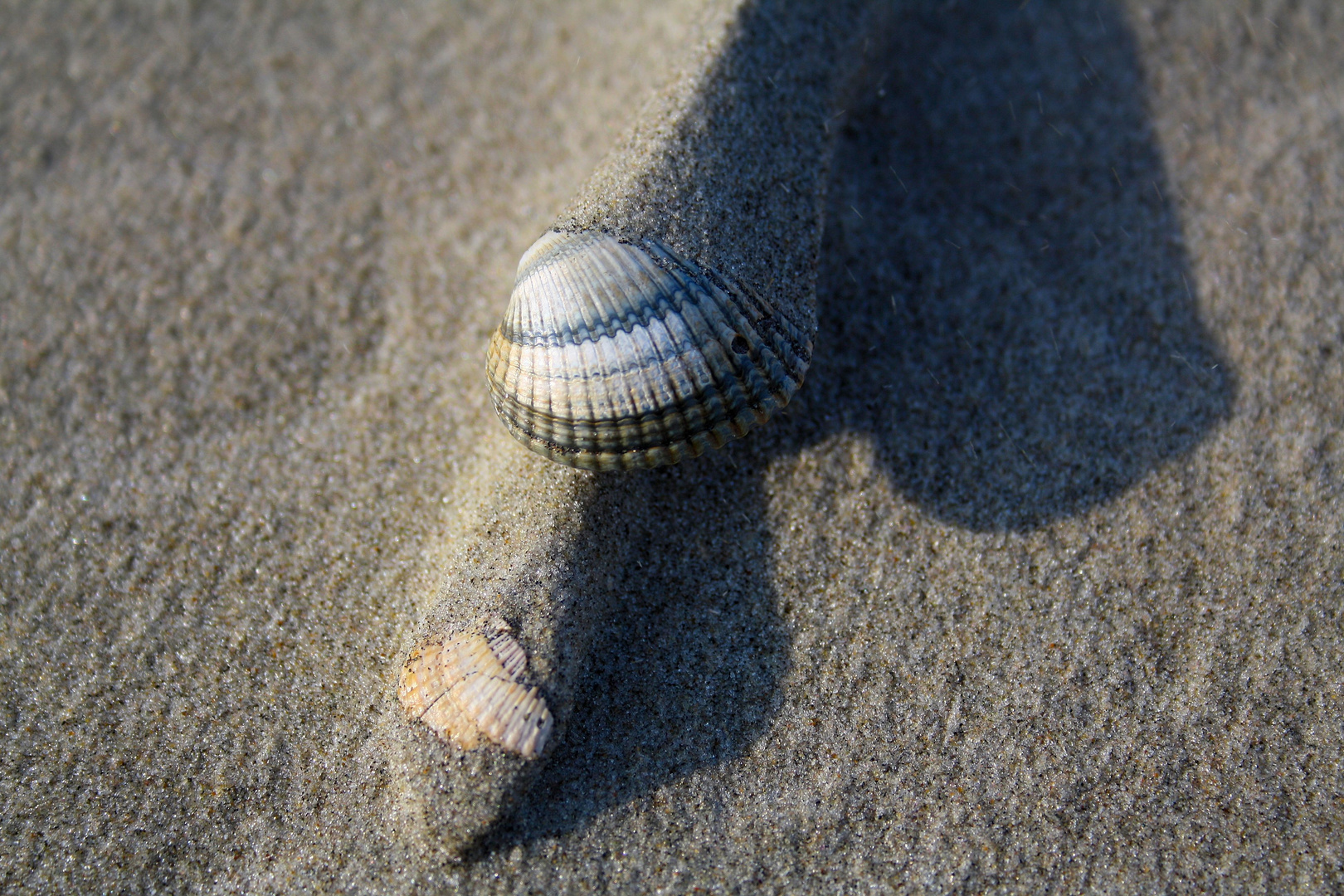 Muscheln im Wind - Borkum 2011