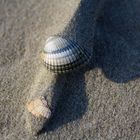 Muscheln im Wind - Borkum 2011