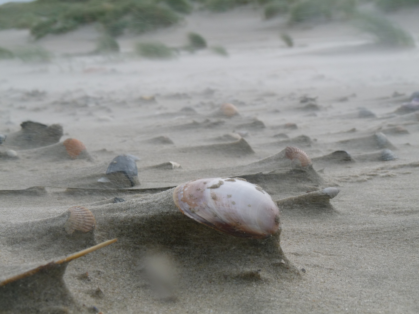 Muscheln im Wind