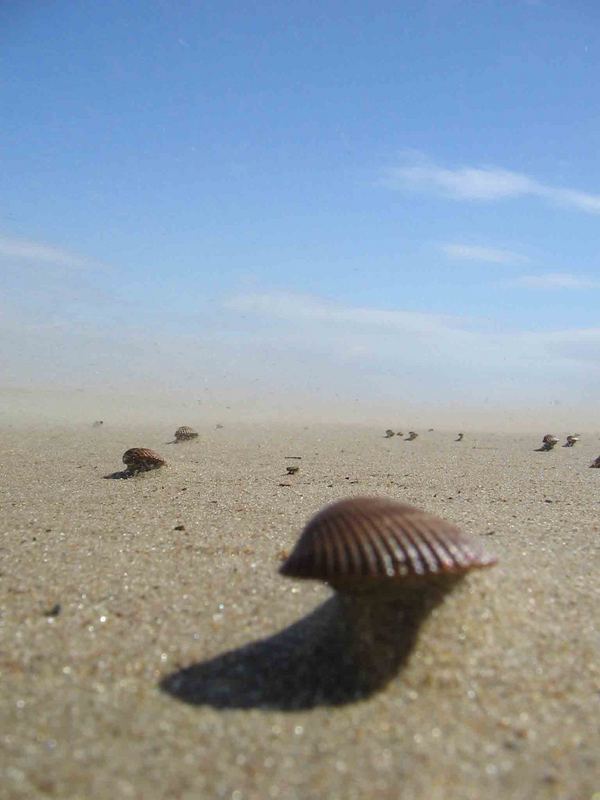 Muscheln in Belgien