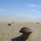 Muscheln in Belgien