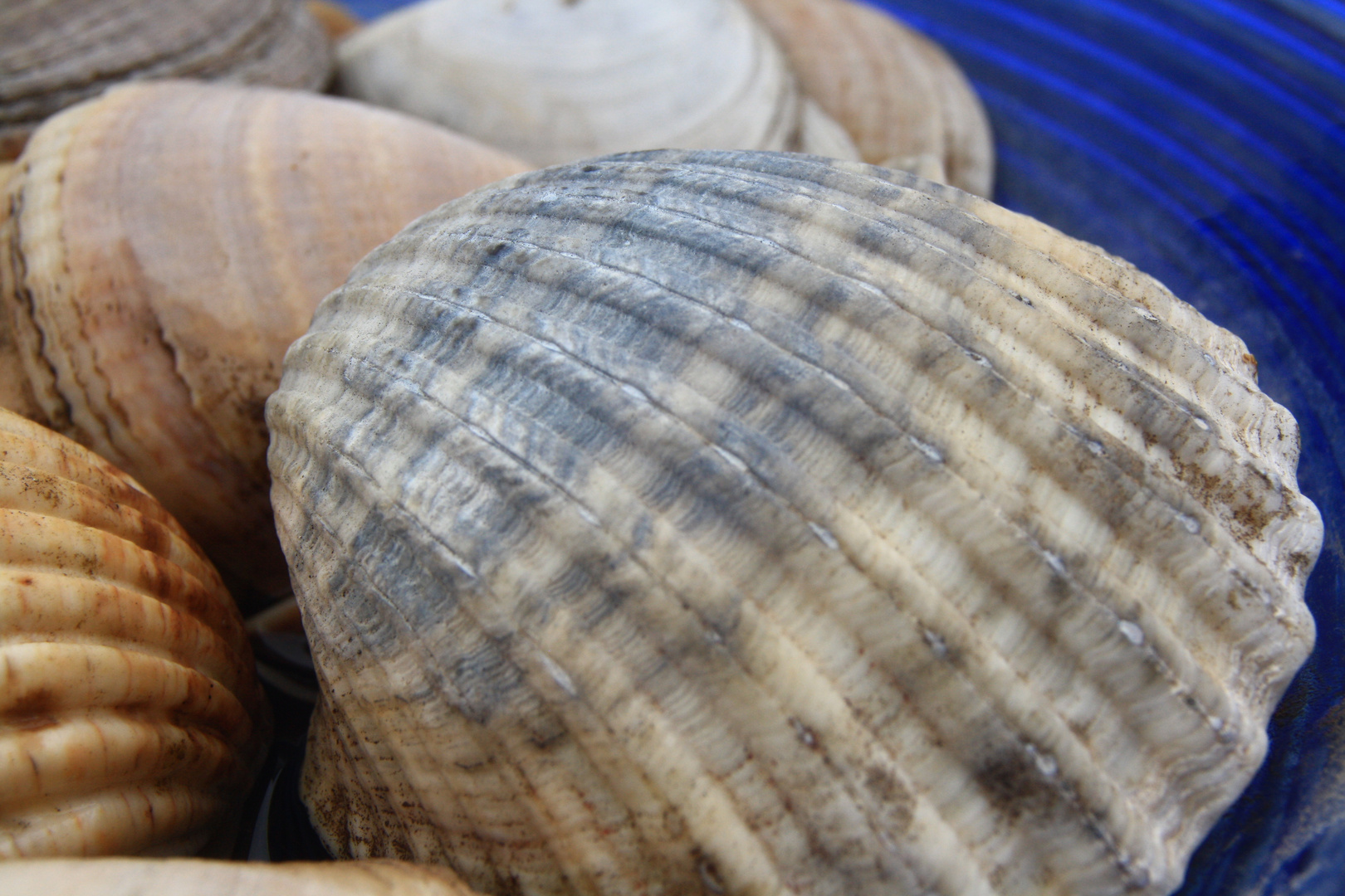 Muscheln in blauer Schale