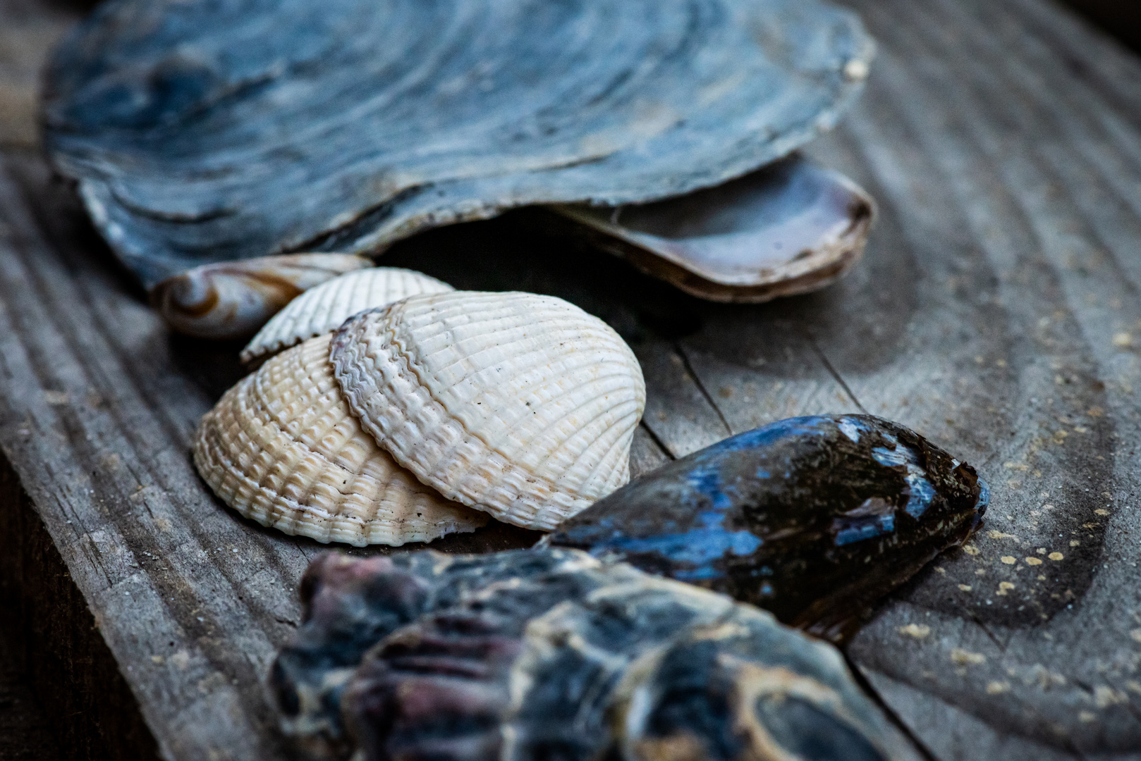 Muscheln in Blau/weiß