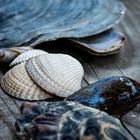 Muscheln in Blau/weiß