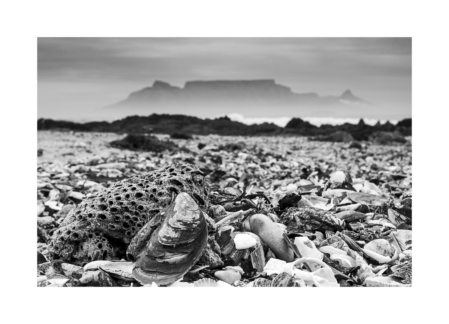 Muscheln in Bloubergstrand