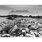 Muscheln in Bloubergstrand