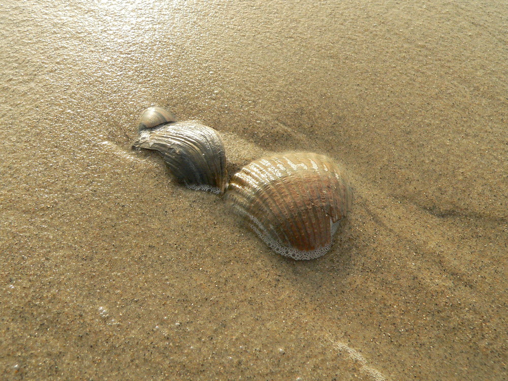 Muscheln in der Brandung