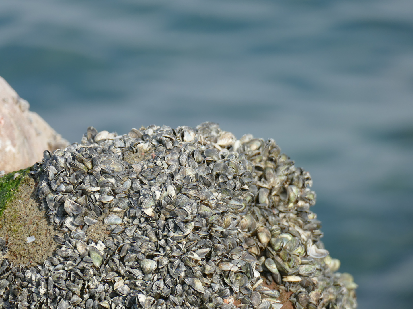 Muscheln in der Sonne