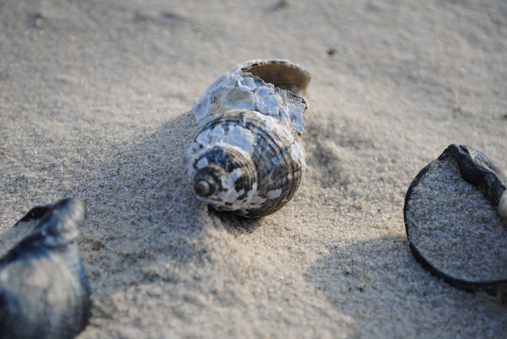 Muscheln in Juister Abendsonne