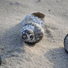 Muscheln in Juister Abendsonne