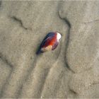 Muscheln in meiner Hand