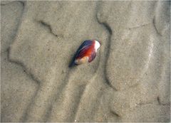 Muscheln in meiner Hand