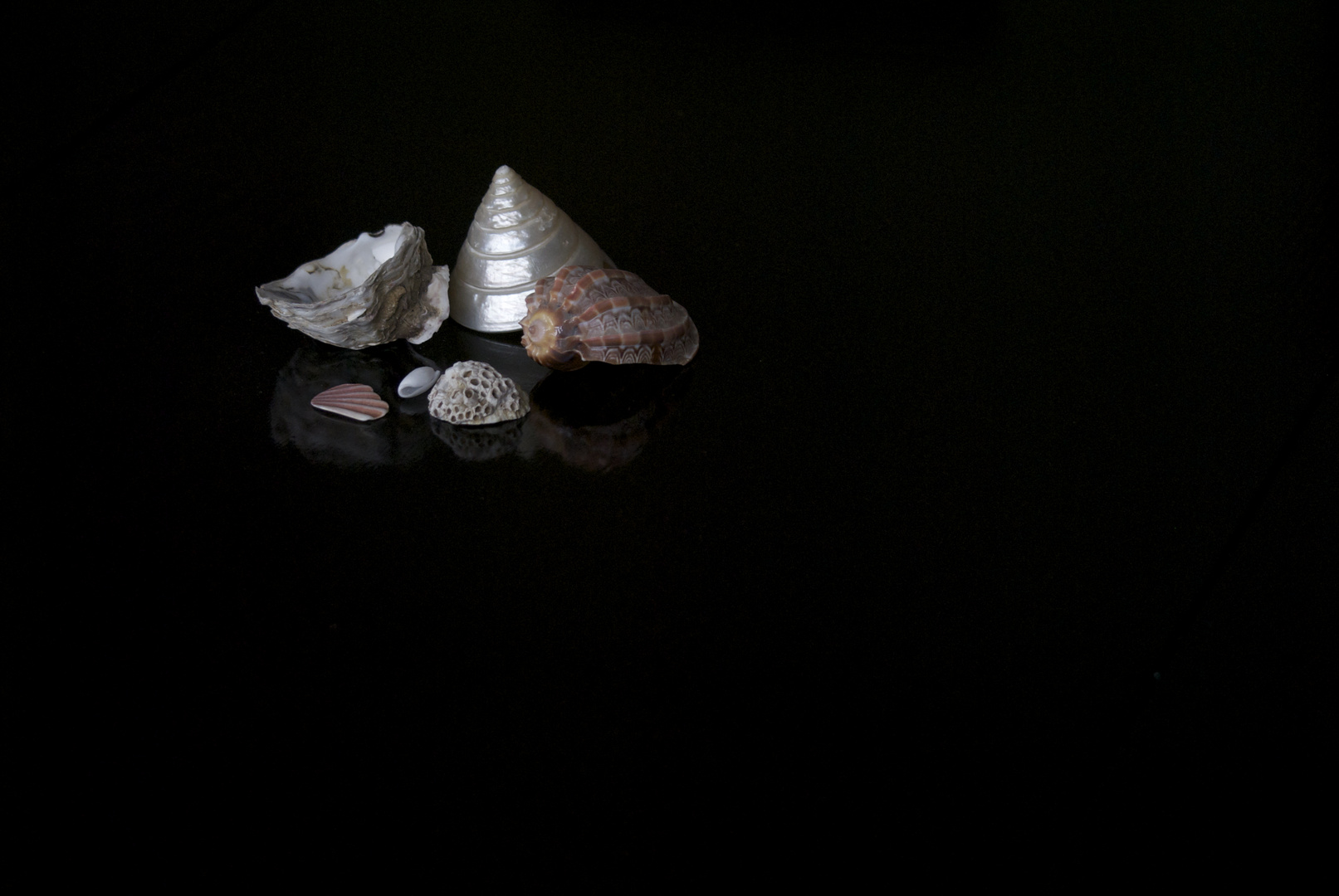 Muscheln in meiner Hand