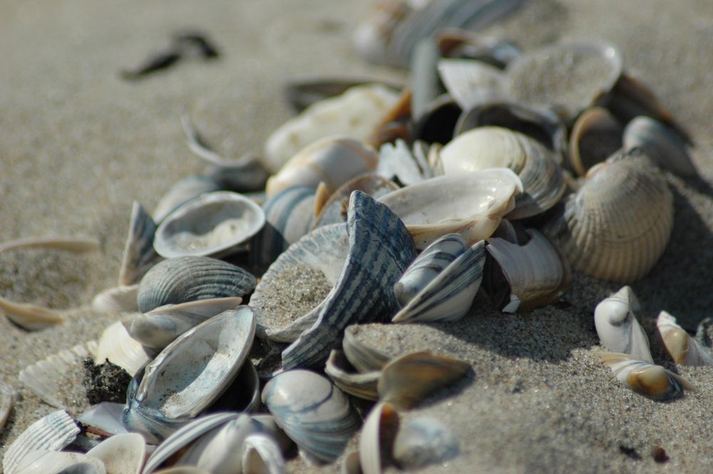 Muscheln in Sand Foto &amp; Bild | natur-makros, natur-kreativ ...