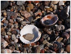 Muscheln mit Stein