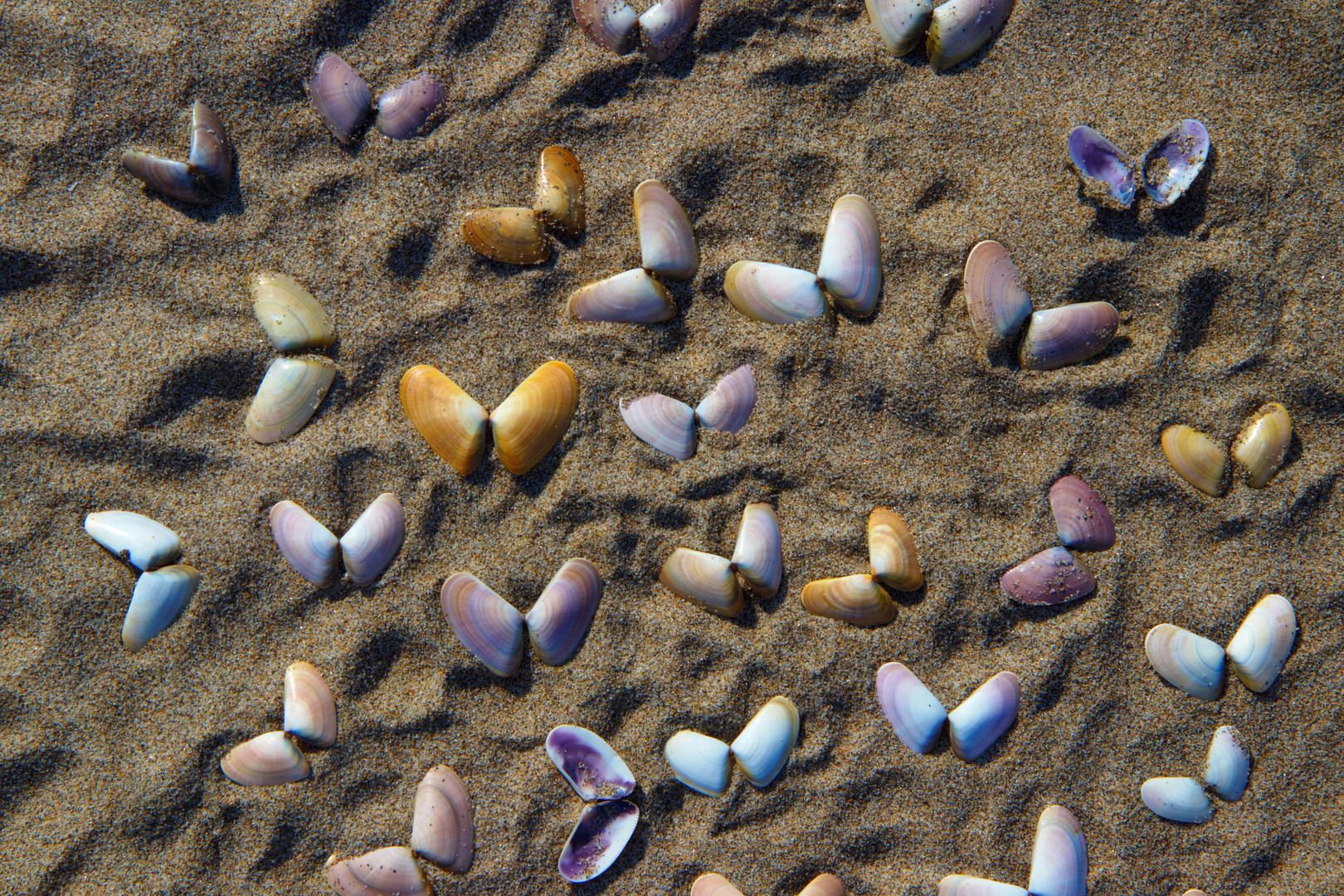 Muscheln oder Schmetterlinge