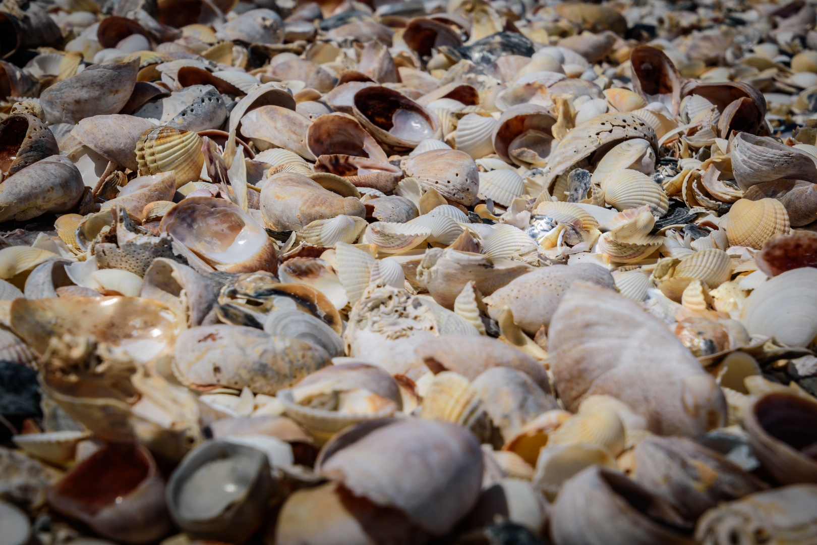 Muscheln ohne Ende