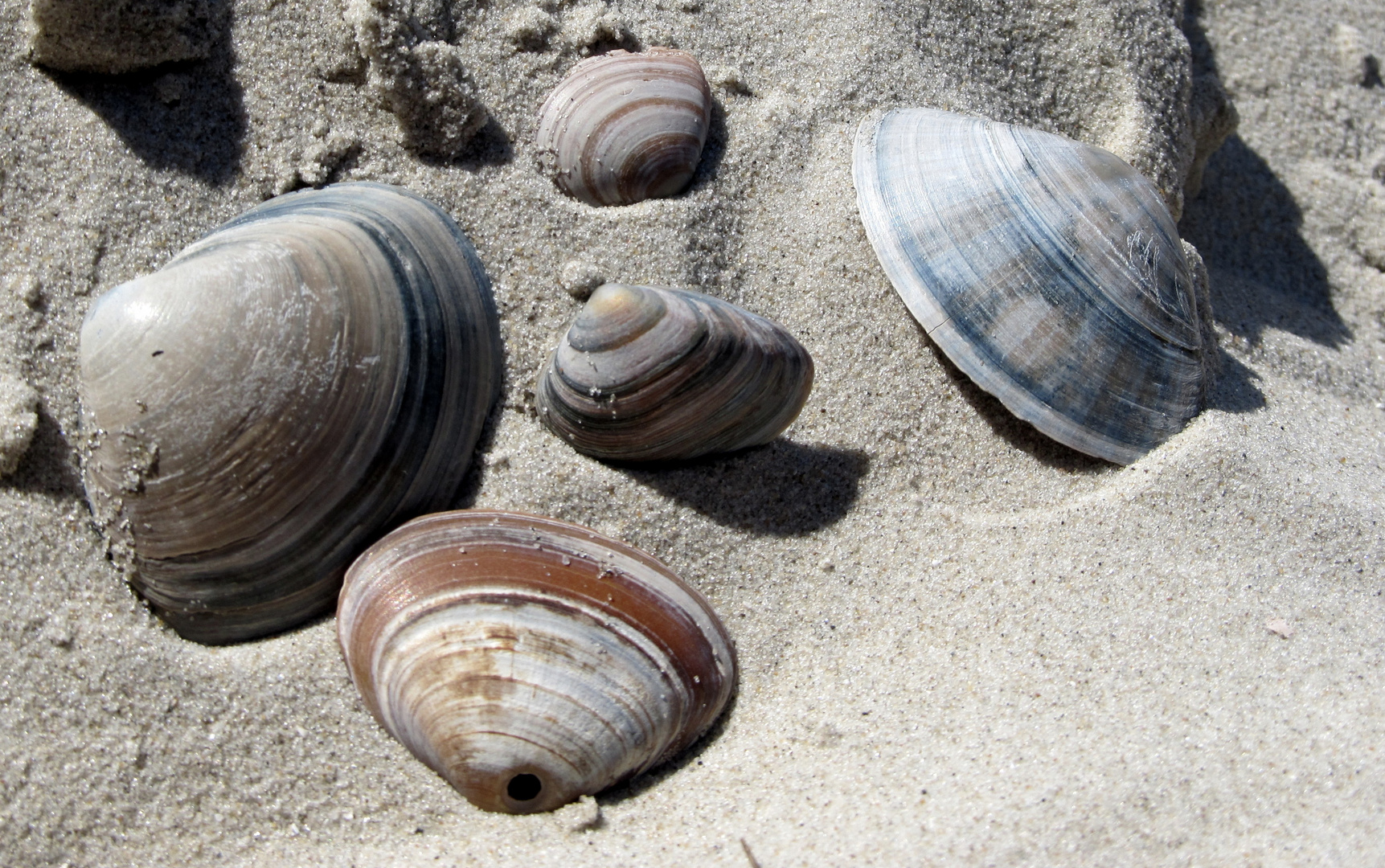 Muscheln - pure Schönheiten