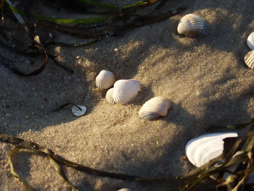 Muscheln sind romantisch