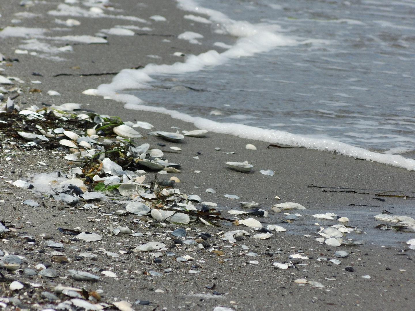 Muscheln, Steine, Meer