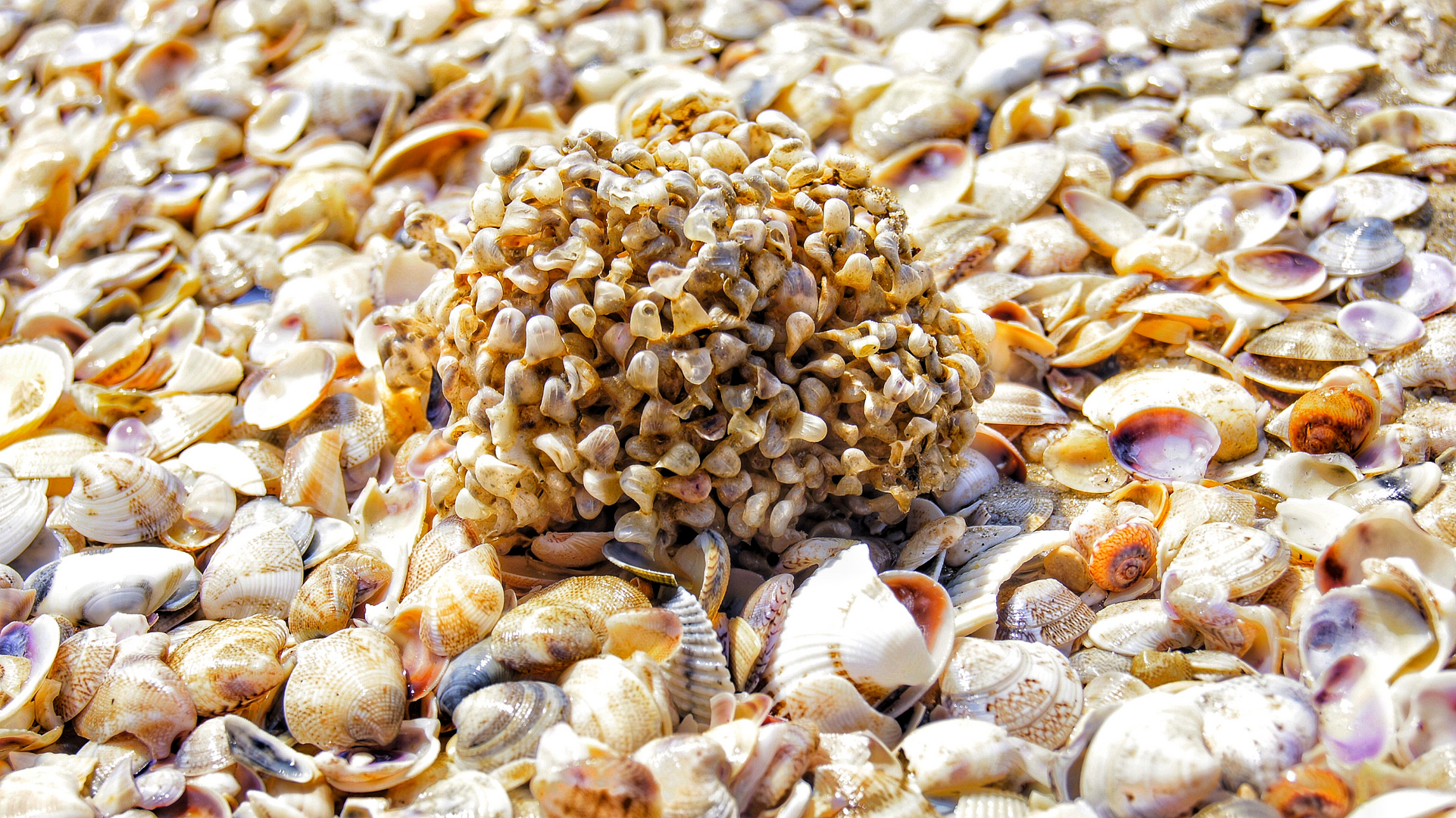 Muscheln, Strand und mehr