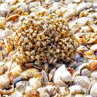 Muscheln, Strand und mehr