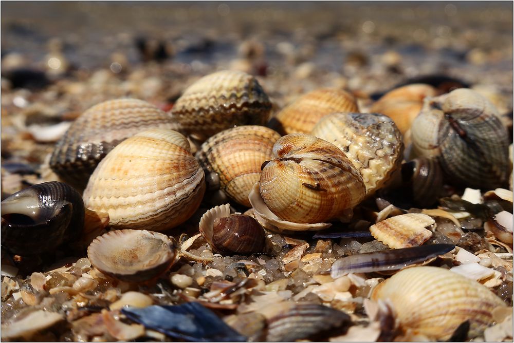 Muscheln über Muscheln... Foto &amp; Bild | world, outdoor, wasser Bilder ...