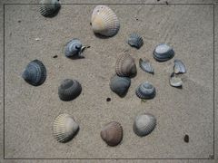 Muscheln und die Vergänglichkeit