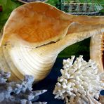 Muscheln und Koralle