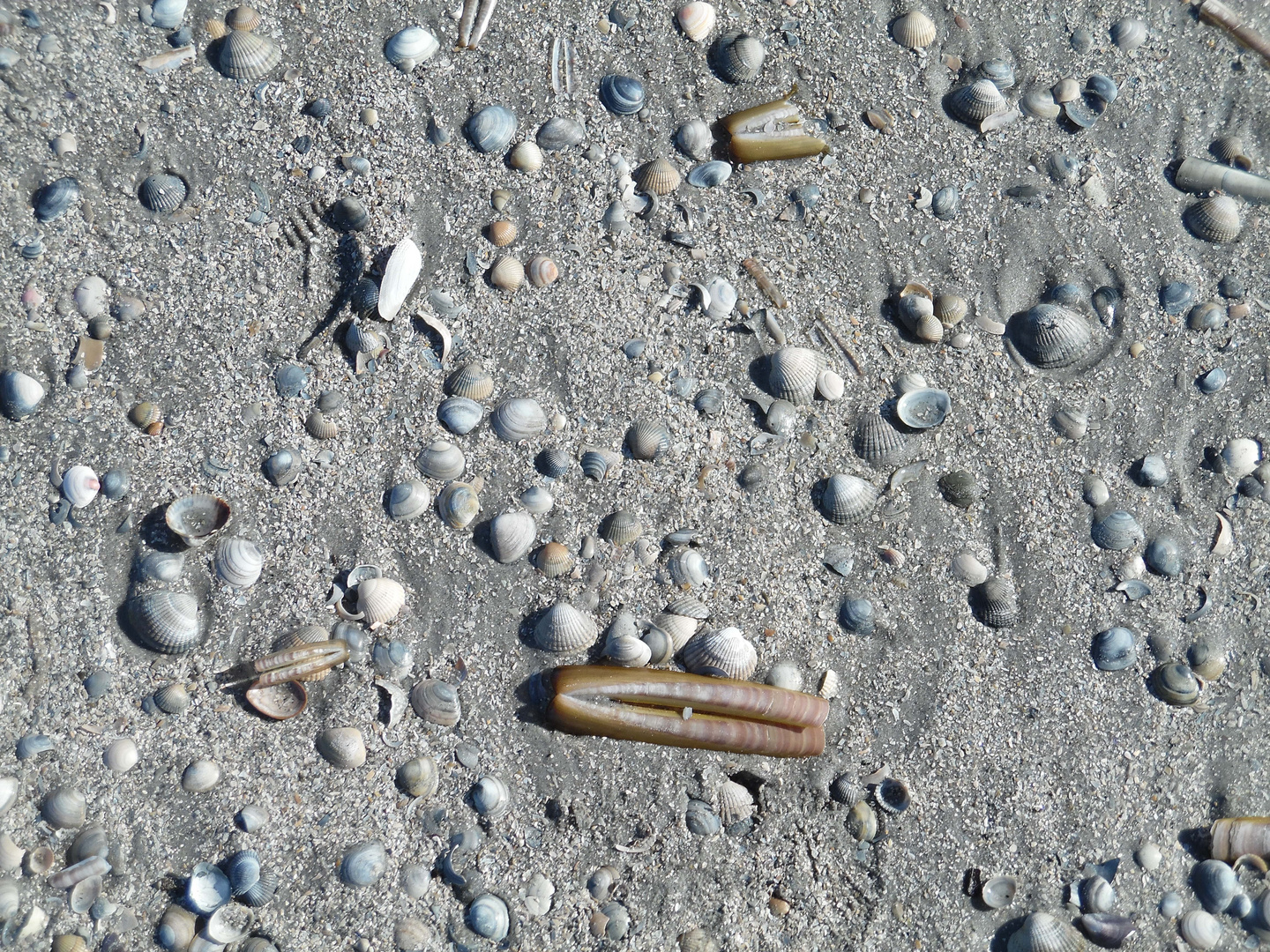 Muscheln und Meeresboden am St. Peter Ording Strand