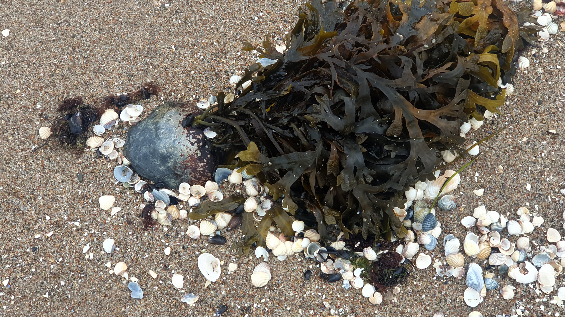 Muscheln und Seetang