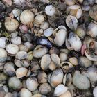 Muscheln und Steine